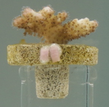 Figure 27d: Sidelighting of nub P2-2.